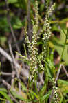 Swamp smartweed